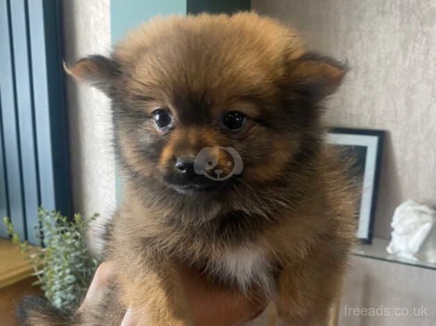 3 male Pomeranian puppies for sale in Hessle, West Yorkshire