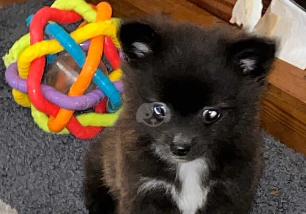 3 pomchi puppies 2 boys 1 girl for sale in Stoke-on-Trent, Staffordshire