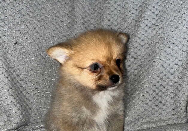 Pomeranians for sale in Stoke-on-Trent, Staffordshire