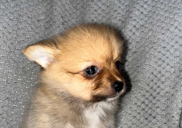 Pomeranian Puppies for sale in Staffordshire