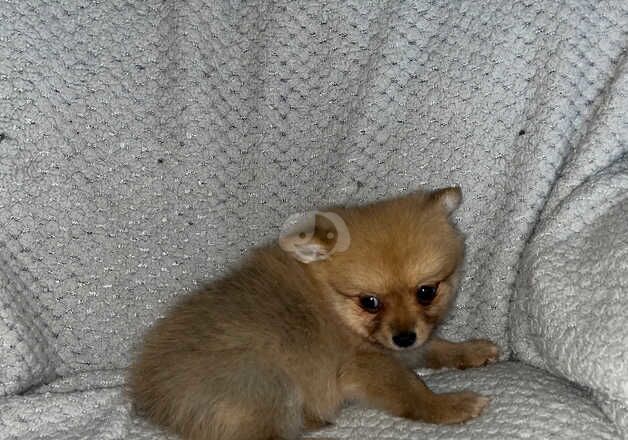 Pomeranian Puppies for sale