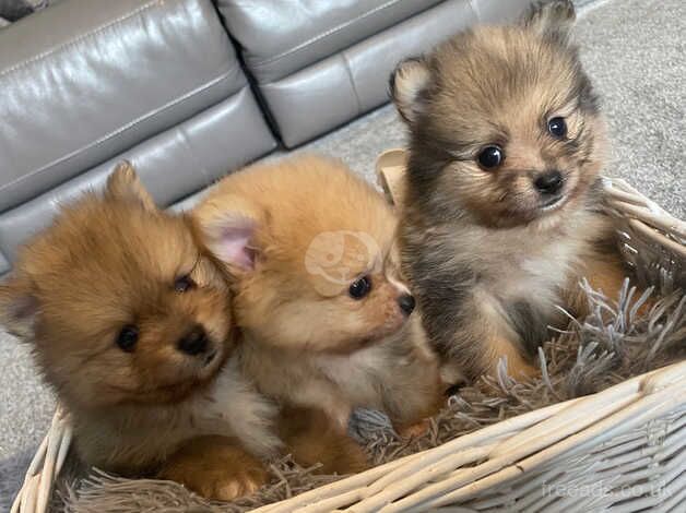 3 Pomeranian boys for sale in Freckleton, Lancashire