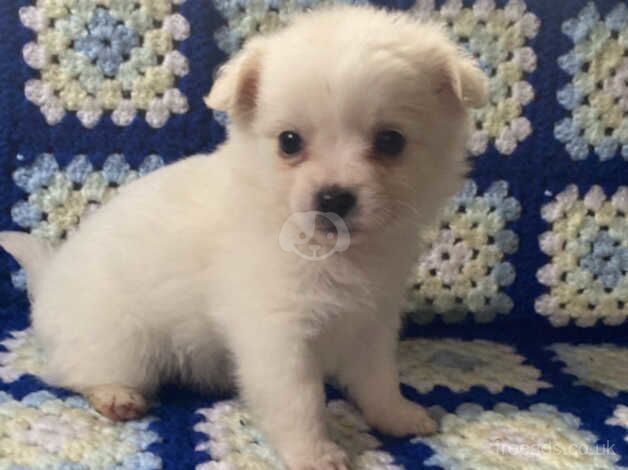 3 Pomeranian boys puppies for sale in Herefordshire, Herefordshire - Image 3