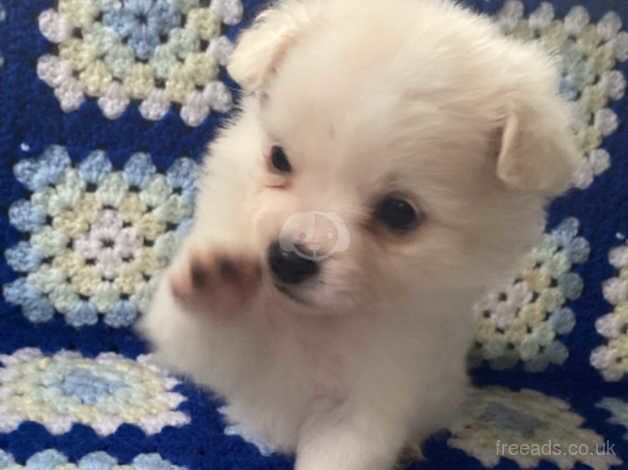 3 Pomeranian boys puppies for sale in Herefordshire, Herefordshire - Image 4