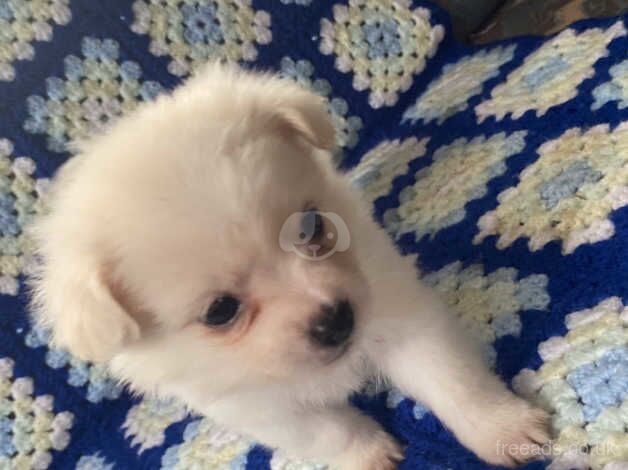 3 Pomeranian boys puppies for sale in Herefordshire, Herefordshire - Image 5