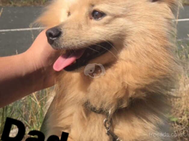 3 Pomeranians boys puppies for sale in Hereford, Herefordshire - Image 2