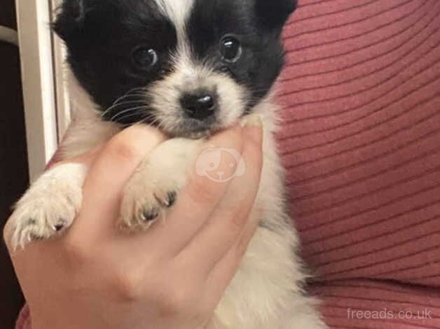 3 Pomeranians boys puppies for sale in Hereford, Herefordshire - Image 4