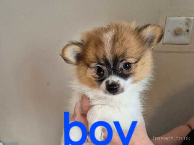 3 stunning pomeranian pups for sale in Dudley, Tyne and Wear - Image 4