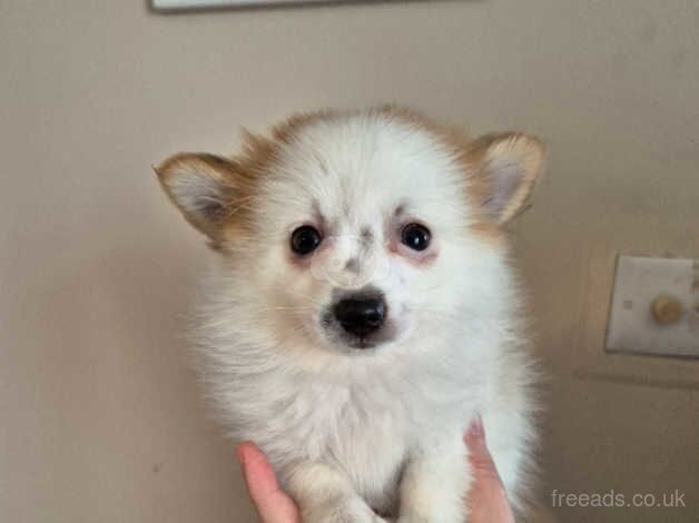 3 stunning pomeranian pups for sale in Dudley, Tyne and Wear - Image 5