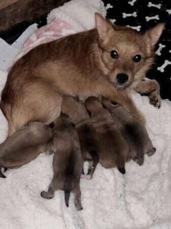 3 weeks old Pom/terriers for sale in Pontefract, West Yorkshire - Image 1