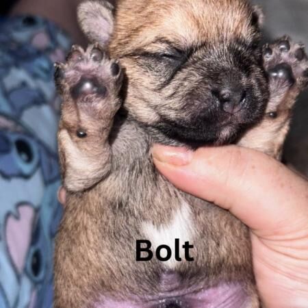 3 weeks old Pom/terriers for sale in Pontefract, West Yorkshire - Image 2