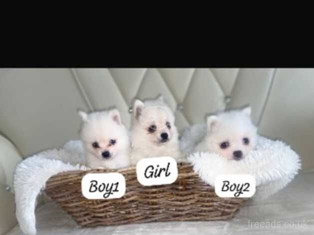 3 white Pomeranian puppies for sale in Romford, London