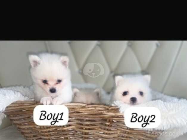 3 white Pomeranian puppies for sale in Romford, London - Image 2