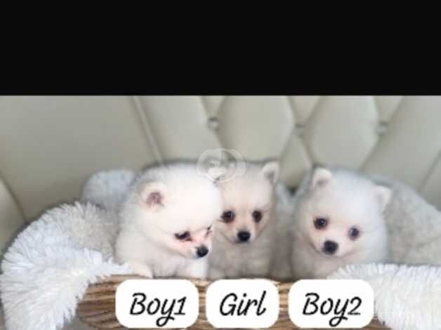 3 white Pomeranian puppies for sale in Romford, London - Image 3