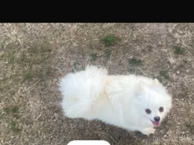 3 white Pomeranian puppies for sale in Romford, London - Image 4