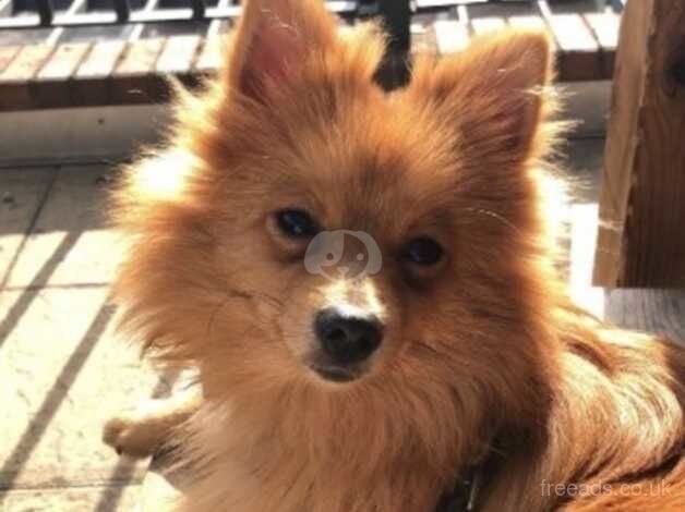 3 year old Male pomeranian for sale in Fenny Stratford, Buckinghamshire