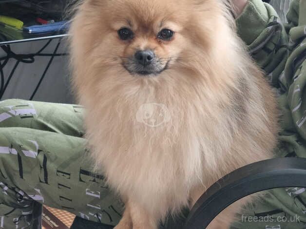 3 year old pomeranian needs rehoming. for sale in Withernsea, East Riding Of Yorkshire