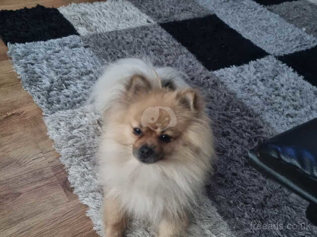 3 year old pomeranian needs rehoming. for sale in Withernsea, East Riding Of Yorkshire - Image 3