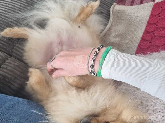 3 year old pomeranian needs rehoming. for sale in Withernsea, East Riding Of Yorkshire - Image 4