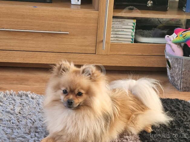 3 year old pomeranian needs rehoming. for sale in Withernsea, East Riding Of Yorkshire - Image 5