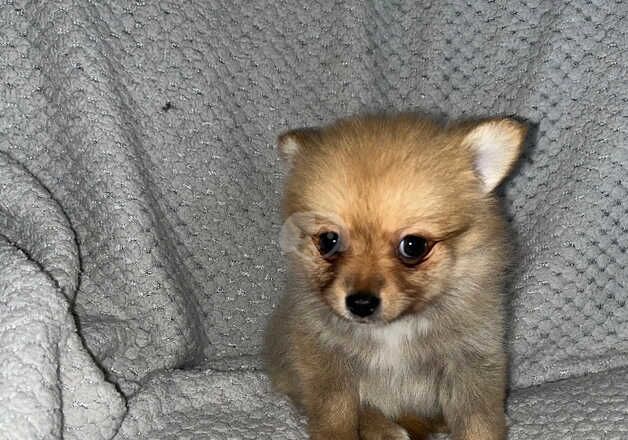 Pomeranian Puppies for sale