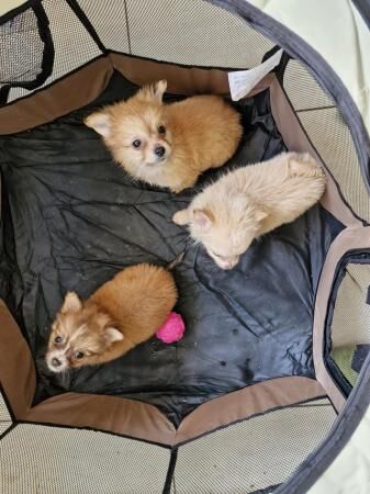 3x Male Pomchi Puppies for Sale! for sale in Kingston upon Hull, East Riding of Yorkshire - Image 1