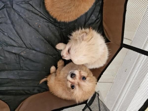 3x Male Pomchi Puppies for Sale! for sale in Kingston upon Hull, East Riding of Yorkshire - Image 2