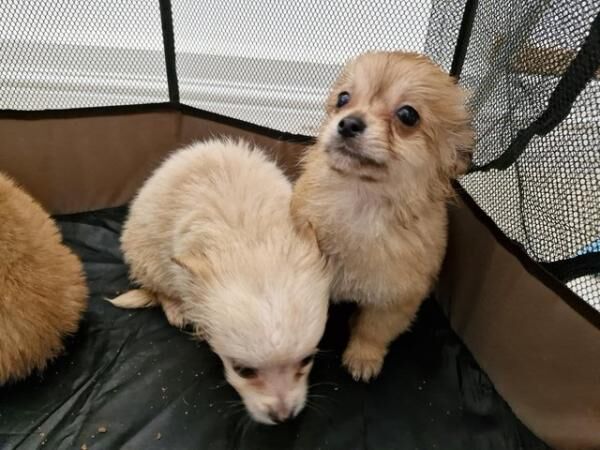 3x Male Pomchi Puppies for Sale! for sale in Kingston upon Hull, East Riding of Yorkshire - Image 3
