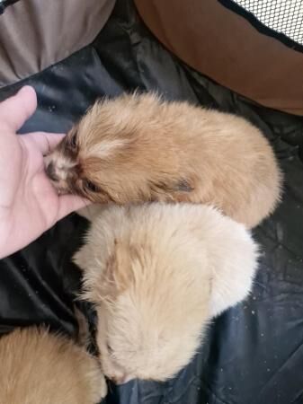 3x Male Pomchi Puppies for Sale! for sale in Kingston upon Hull, East Riding of Yorkshire - Image 4