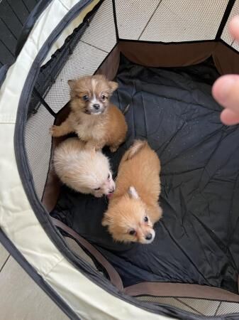 3x Male Pomchi Puppies for Sale! for sale in Kingston upon Hull, East Riding of Yorkshire - Image 5