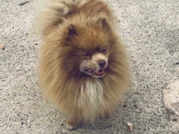 4 Beautiful full pomeranians for sale in Deeside