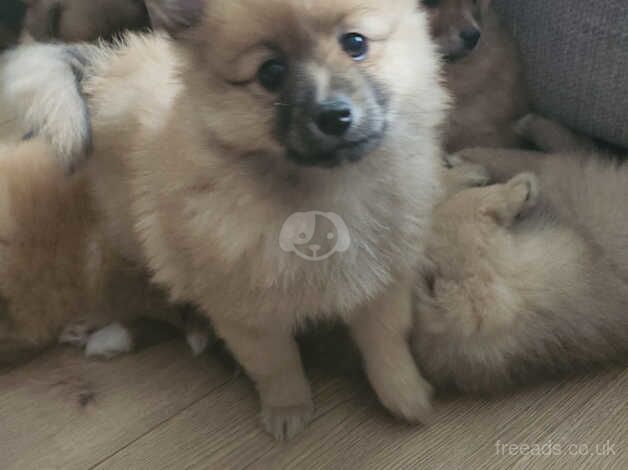 4 beautiful pomeranian puppies for sale in Egremont, Cumbria - Image 2