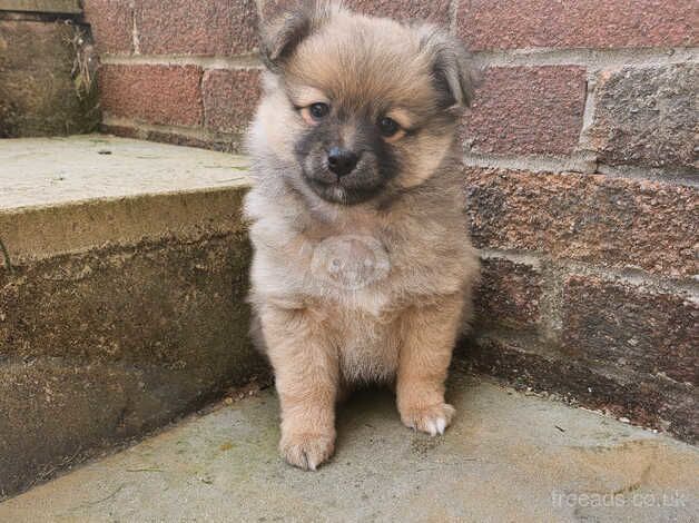 4 beautiful pomeranian puppies for sale in Egremont, Cumbria - Image 3