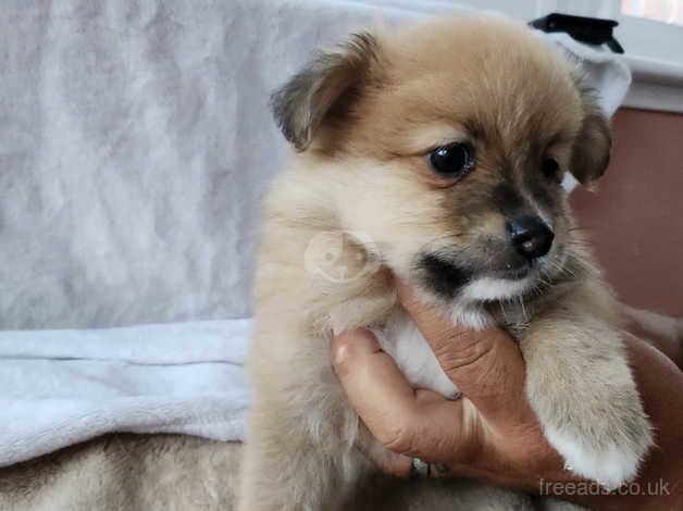 4 beautiful pomeranian puppies for sale in Egremont, Cumbria - Image 4