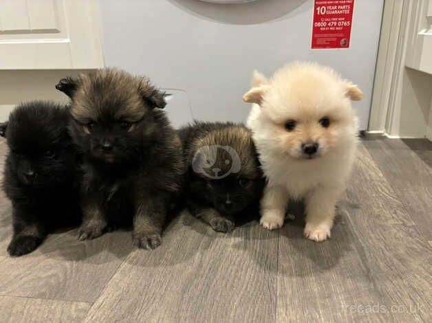 4 Pomeranian Puppies looking their forever home and lovely owners. for sale in Corby, Northamptonshire