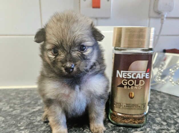 4 quality pure pedigree xs pomeranian puppies for sale in Littlehampton, West Sussex