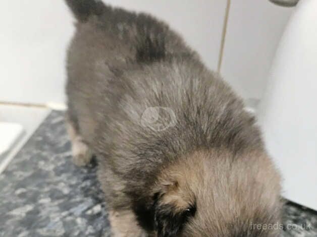 4 quality pure pedigree xs pomeranian puppies for sale in Littlehampton, West Sussex - Image 2