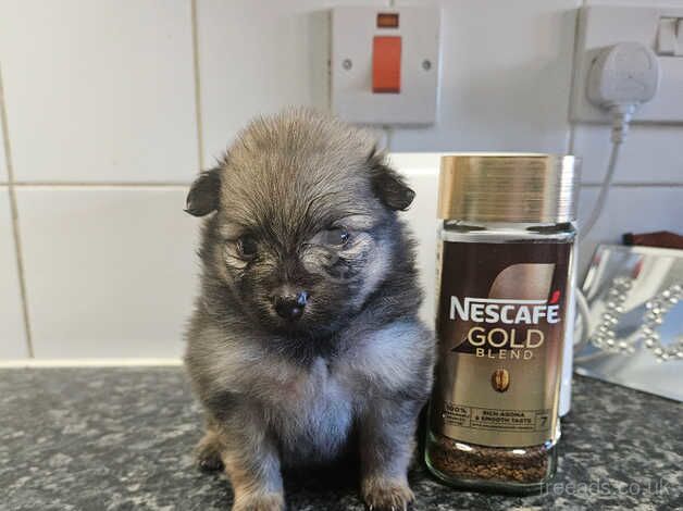 4 quality pure pedigree xs pomeranian puppies for sale in Littlehampton, West Sussex - Image 3