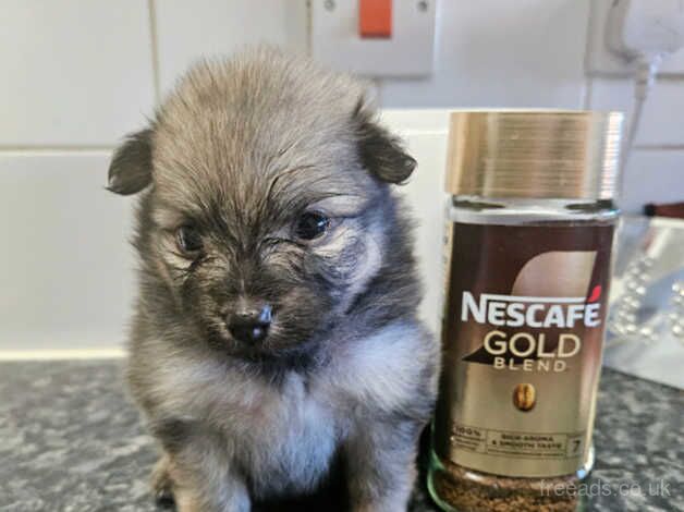 4 quality pure pedigree xs pomeranian puppies for sale in Littlehampton, West Sussex - Image 4