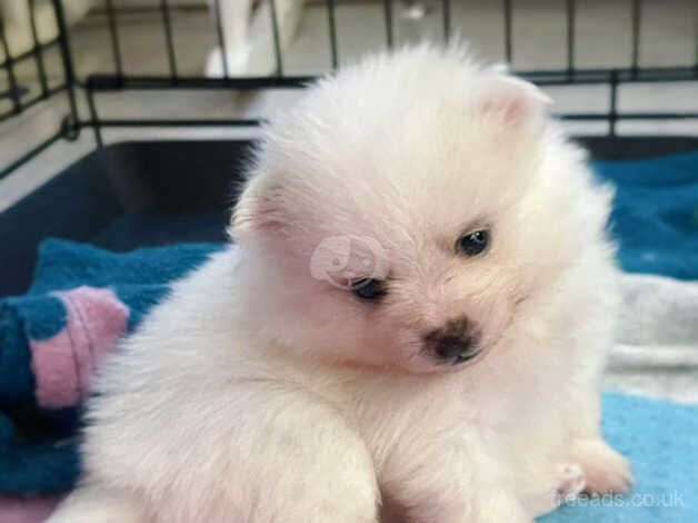 4 week old 2 Pomeranian male puppies for sale in Dungannon - Image 3