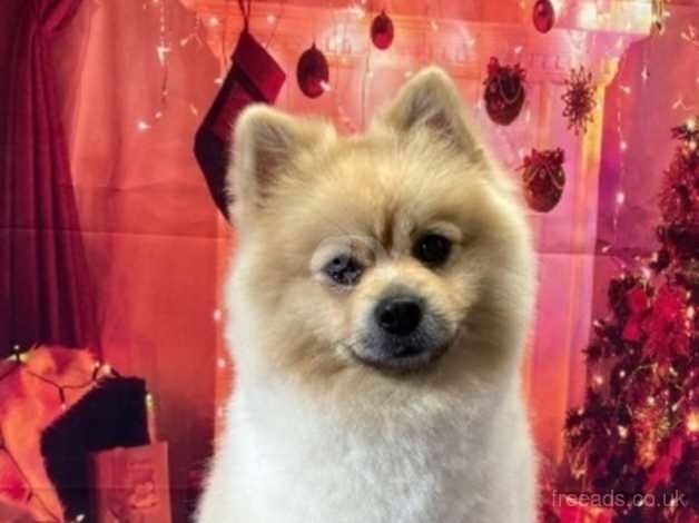 4 years old male Pomeranian for sale in Luton, Bedfordshire - Image 1