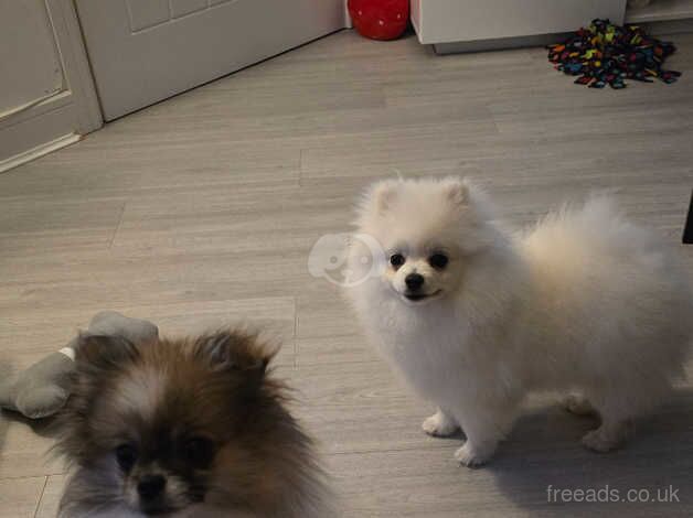 5 and a half months parti kc pom girl for sale in Pontefract, West Yorkshire - Image 2