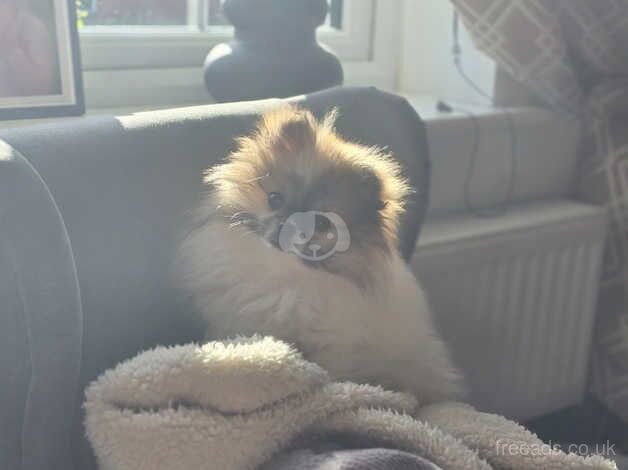 5 and a half months parti kc pom girl for sale in Pontefract, West Yorkshire - Image 4