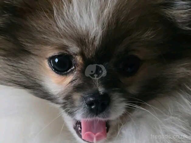 5 and a half months parti kc pom girl for sale in Pontefract, West Yorkshire - Image 5