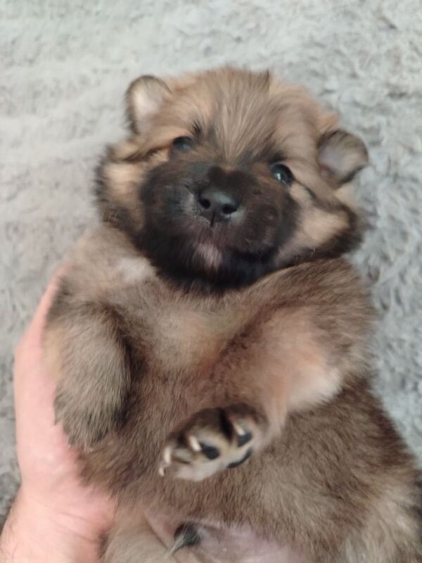 5 beautiful Pomeranian puppies for sale in Woking, Surrey