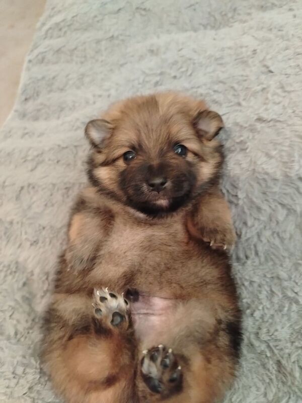 5 beautiful Pomeranian puppies for sale in Woking, Surrey - Image 2