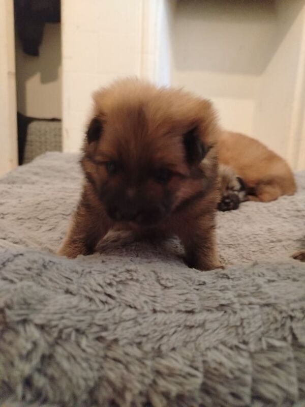 5 beautiful Pomeranian puppies for sale in Woking, Surrey - Image 3