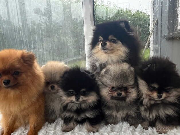 5* full breed Pomeranians for sale in Londonderry, North Yorkshire