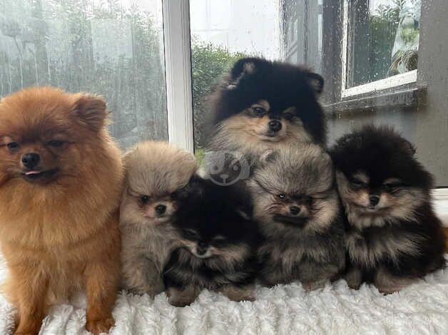 Pomeranians for sale in Londonderry, North Yorkshire