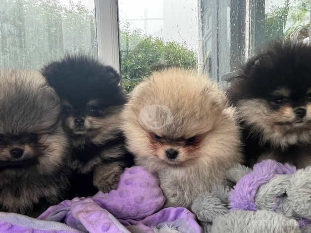 KC Registered Pomeranian Puppies for sale in North Yorkshire